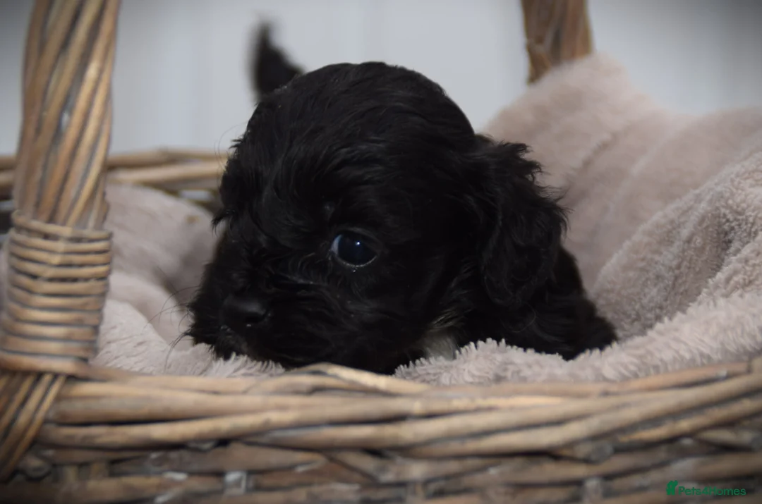 Cockapoo dogs for sale:  cockapoo one beautiful blacl and white girl left - Advert 5