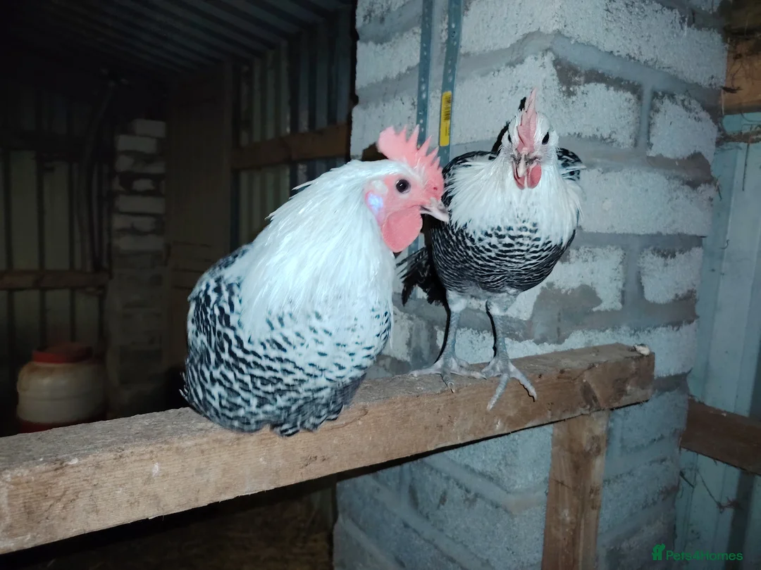 Chickens poultry for sale: 2 Beautiful silver campine cockerels  - Advert 4