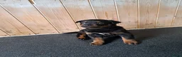 Rottweiler dogs for sale: 1 girl and 2 boy rottweiler  in Falmouth - Advert 3