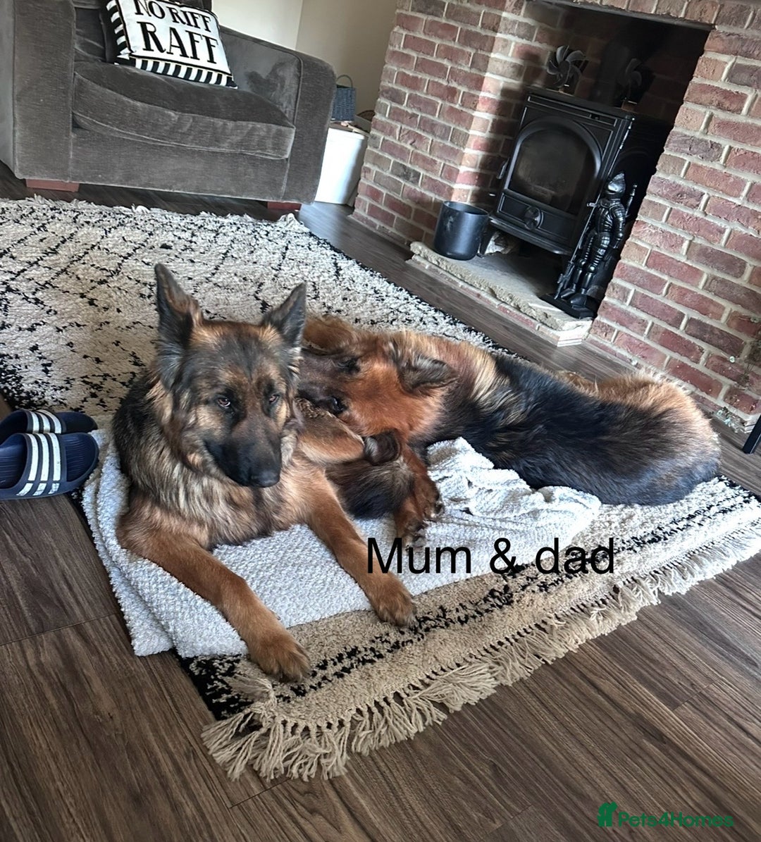 German Shepherd dogs for sale: Beautiful purebred German shepherd puppies - Image 36