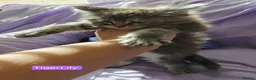 Maine Coon cats for sale: Pure maincoons ready 17/10/26 in Market Drayton - Advert 7