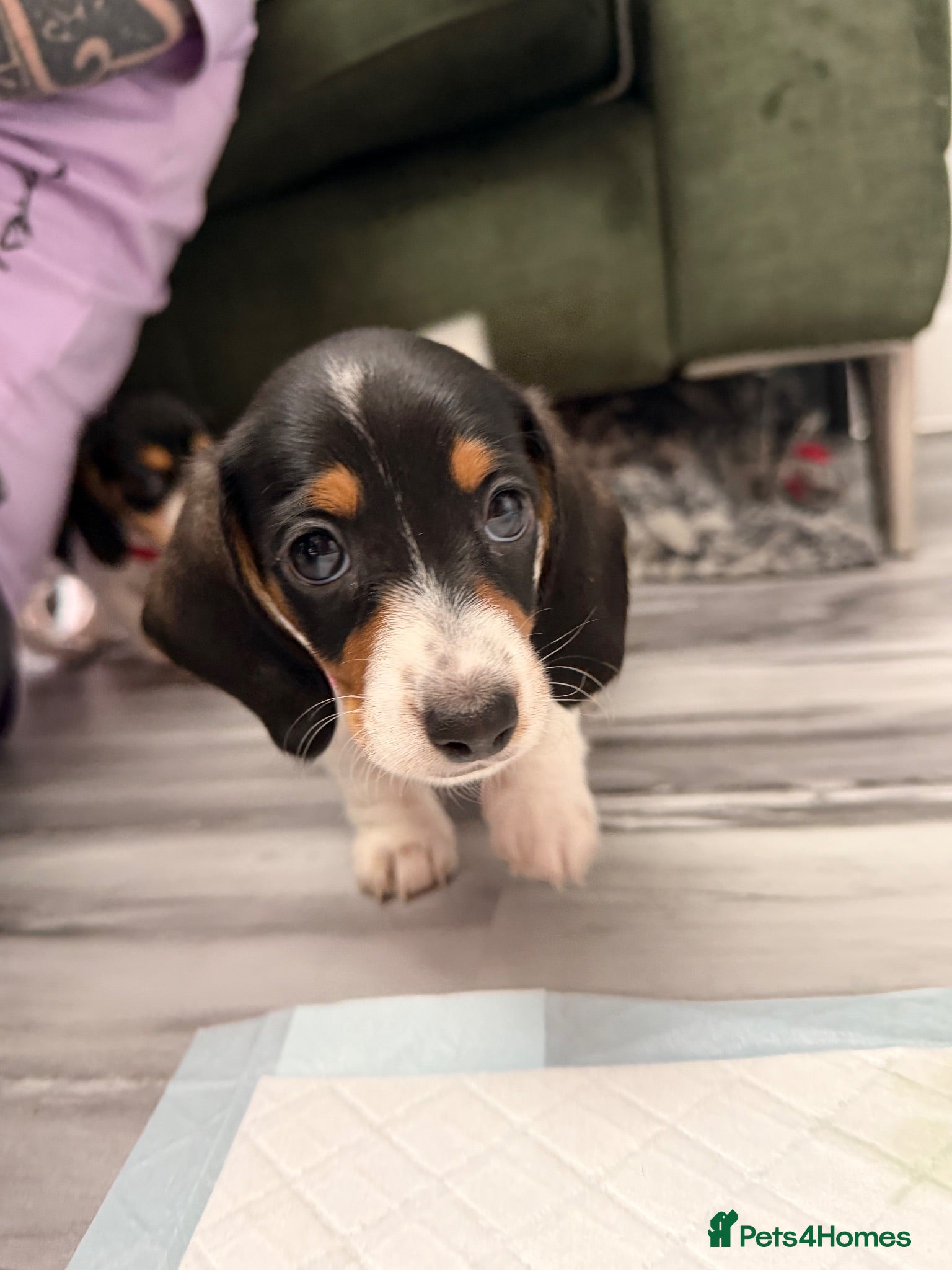 Miniature Dachshund dogs 5 cute kanishen miniature dachshund puppies - Advert 2