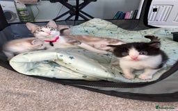 Mixed Breed cats for sale: Gorgeous fluffy boys looking for a forever home  - Image 3