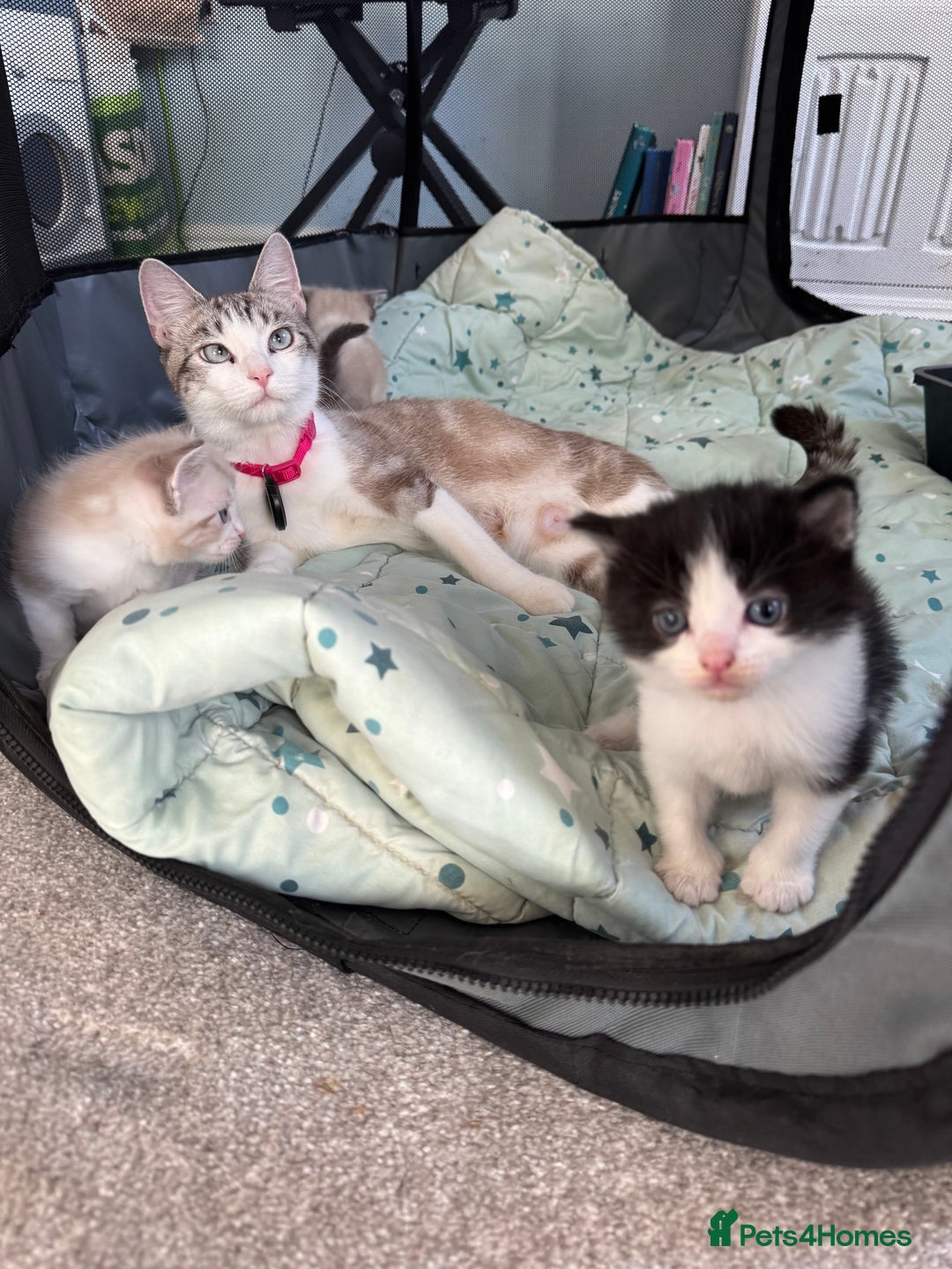 Mixed Breed cats for sale: Gorgeous fluffy boys looking for a forever home  - Image 3