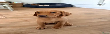 Labrador Retriever 1