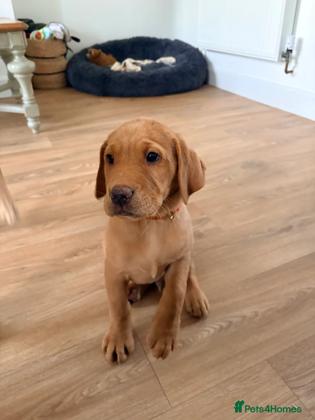 Labrador Retriever dogs for sale: Golden lab  puppy for sale  - Advert 2