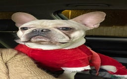 French Bulldog dogs for stud: 🌟🔥LILAC PLATINUM KC REG FRENCH BULLDOG STUD🔥🌟 in Uxbridge - Image 21
