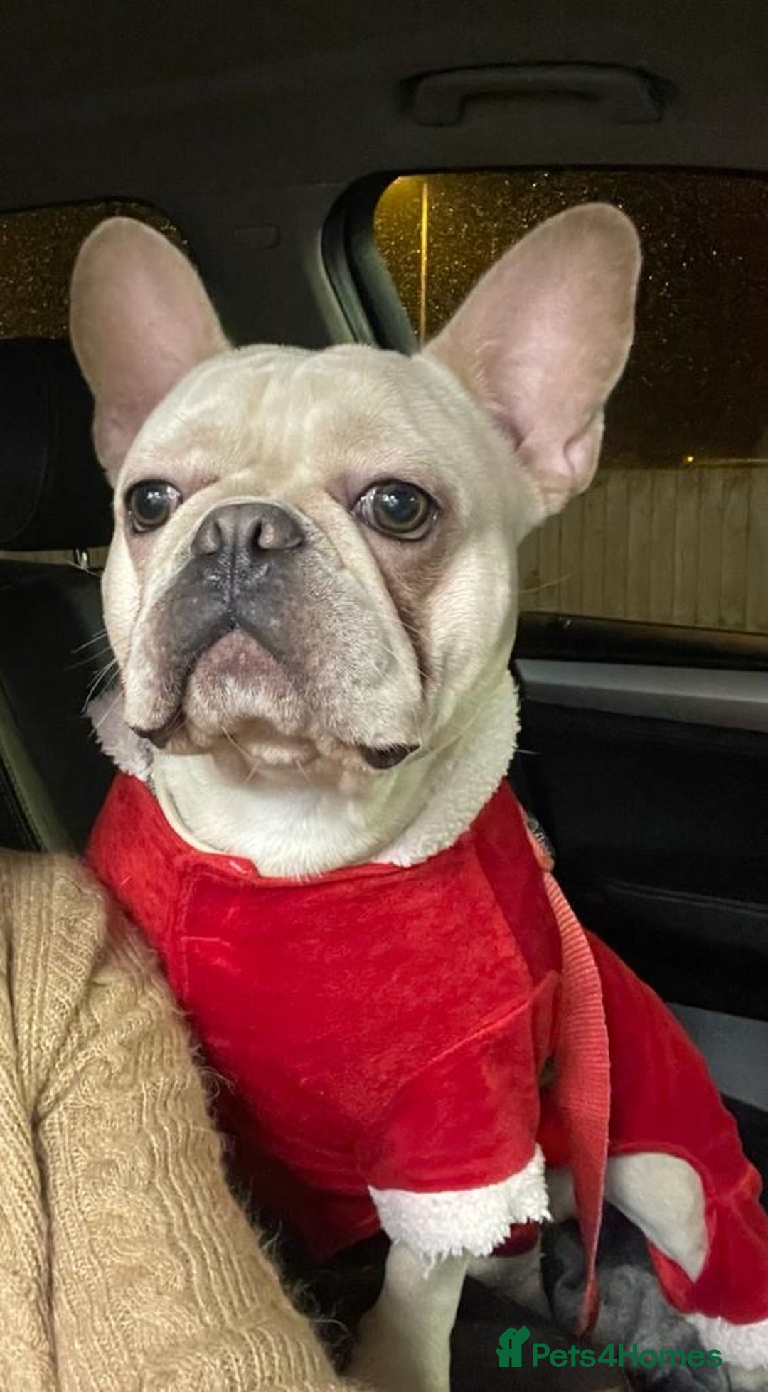 French Bulldog dogs for stud: 🌟🔥LILAC PLATINUM KC REG FRENCH BULLDOG STUD🔥🌟 in Uxbridge - Image 21