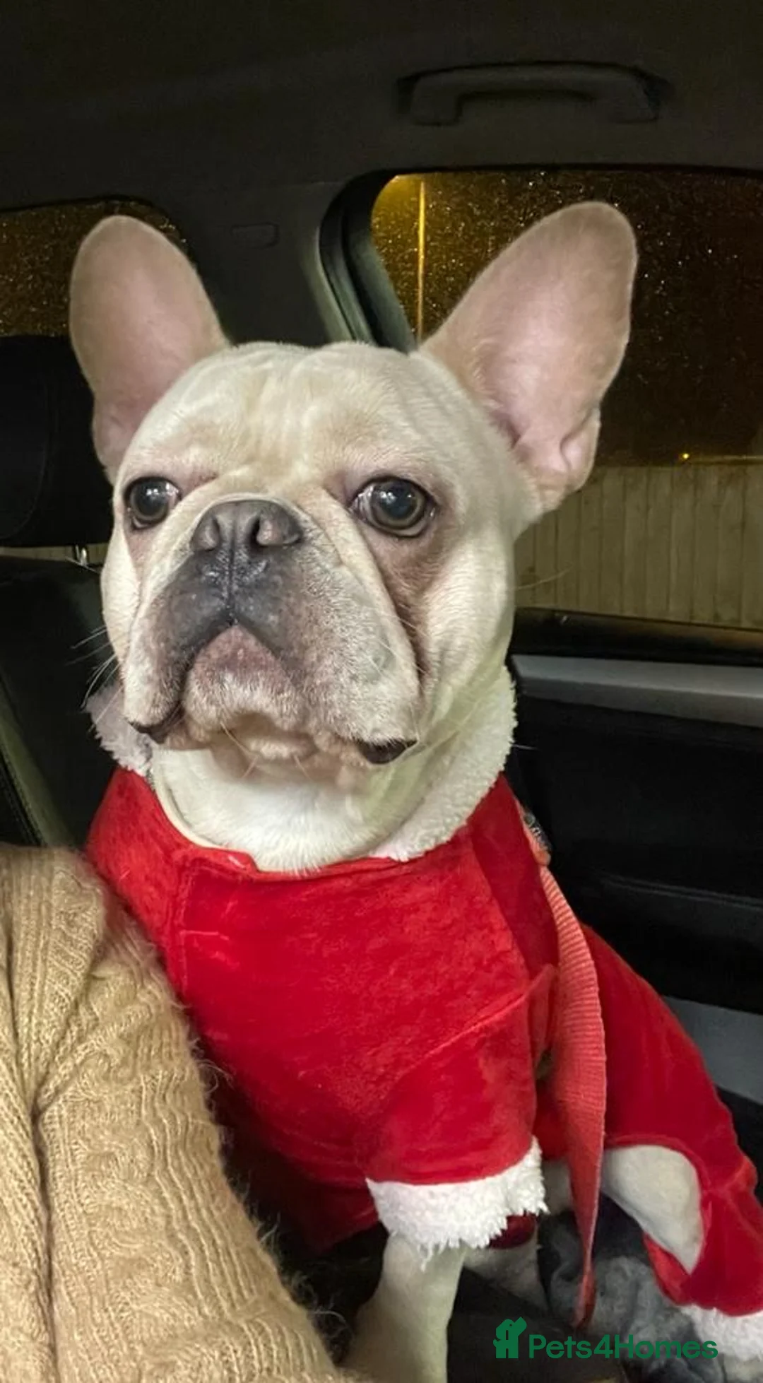 French Bulldog dogs for stud: 🌟🔥LILAC PLATINUM KC REG FRENCH BULLDOG STUD🔥🌟 in Uxbridge - Advert 17