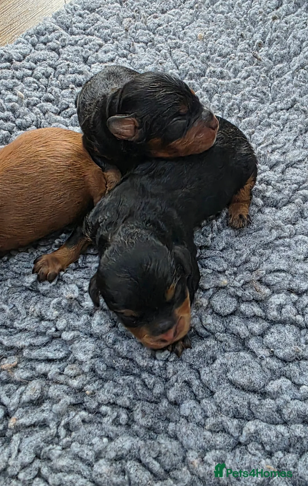 Cavapoo dogs for sale: Exquisite F1 Toy Cavapoos - Advert 4