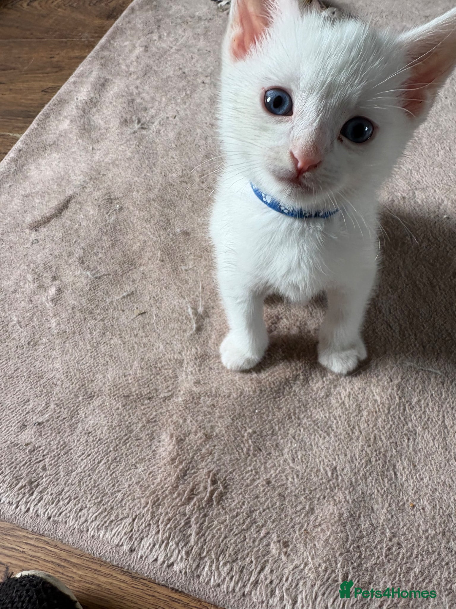 Mixed Breed cats for sale: 3 male kittens  in Letchworth Garden City - Advert 7