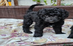 Cockapoo dogs for sale: Cockapoo Puppies - Ready now - Image 9