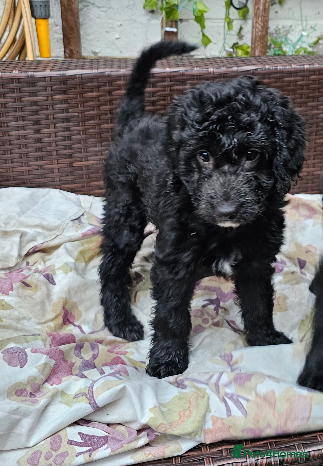 Cockapoo dogs for sale: Cockapoo Puppies - Ready now - Image 9