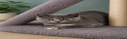 British Shorthair cats for sale: Beautiful kitten 💖 - Advert 3