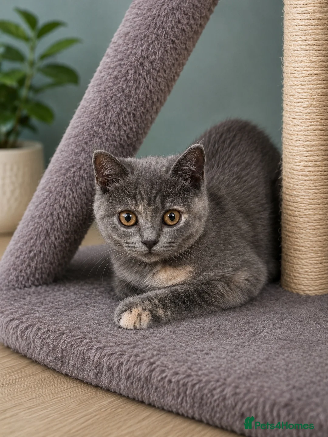 British Shorthair cats for sale: Beautiful kitten girls 💖 - Advert 2