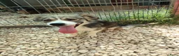 Mixed Breed dogs for adoption: Muki 1 year old Macedonian  Rescue - Advert 11