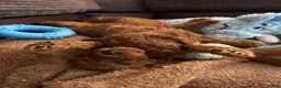 Toy Poodle dogs for sale: Puppies 🐶 Kennel Club Registered  - Advert 7
