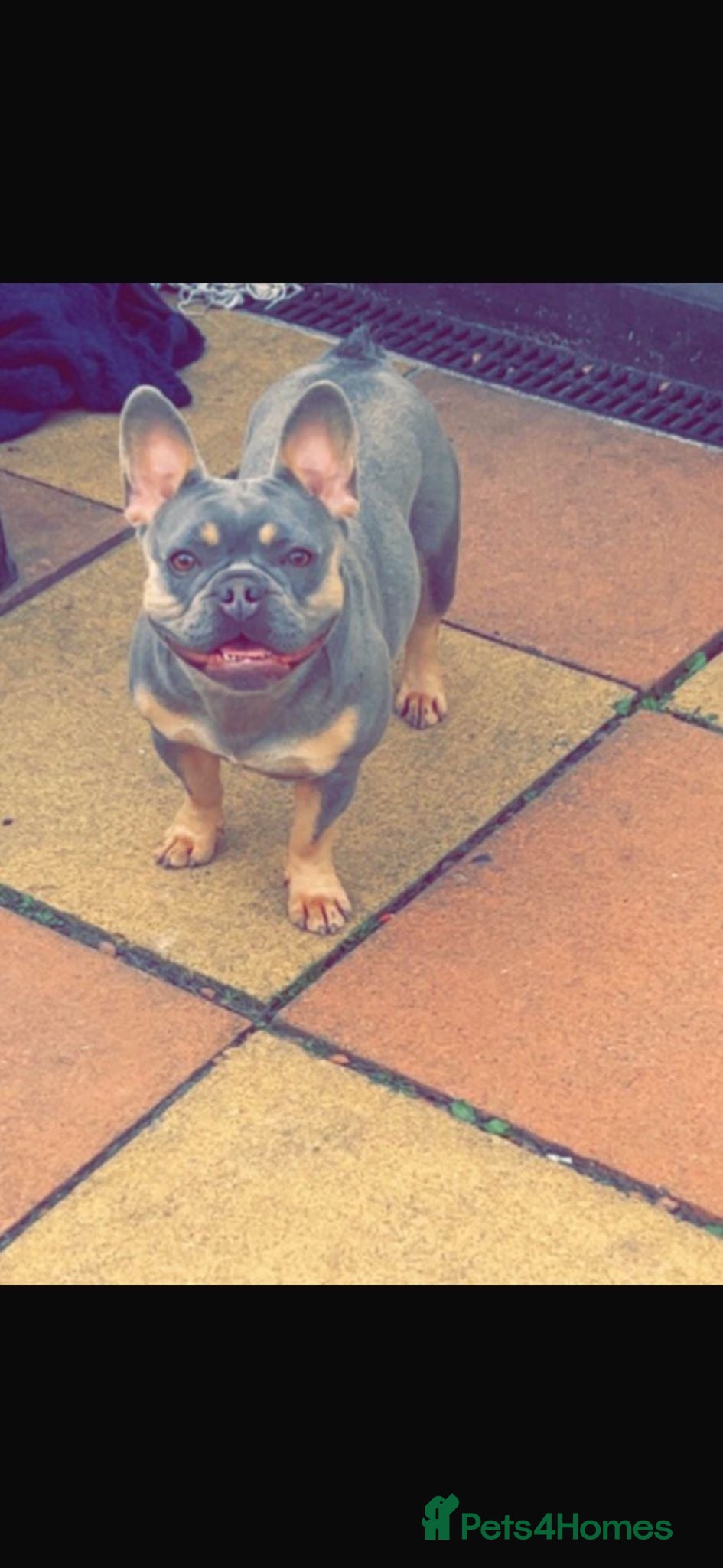 French Bulldog dogs Male French bulldog puppy  - Advert 3