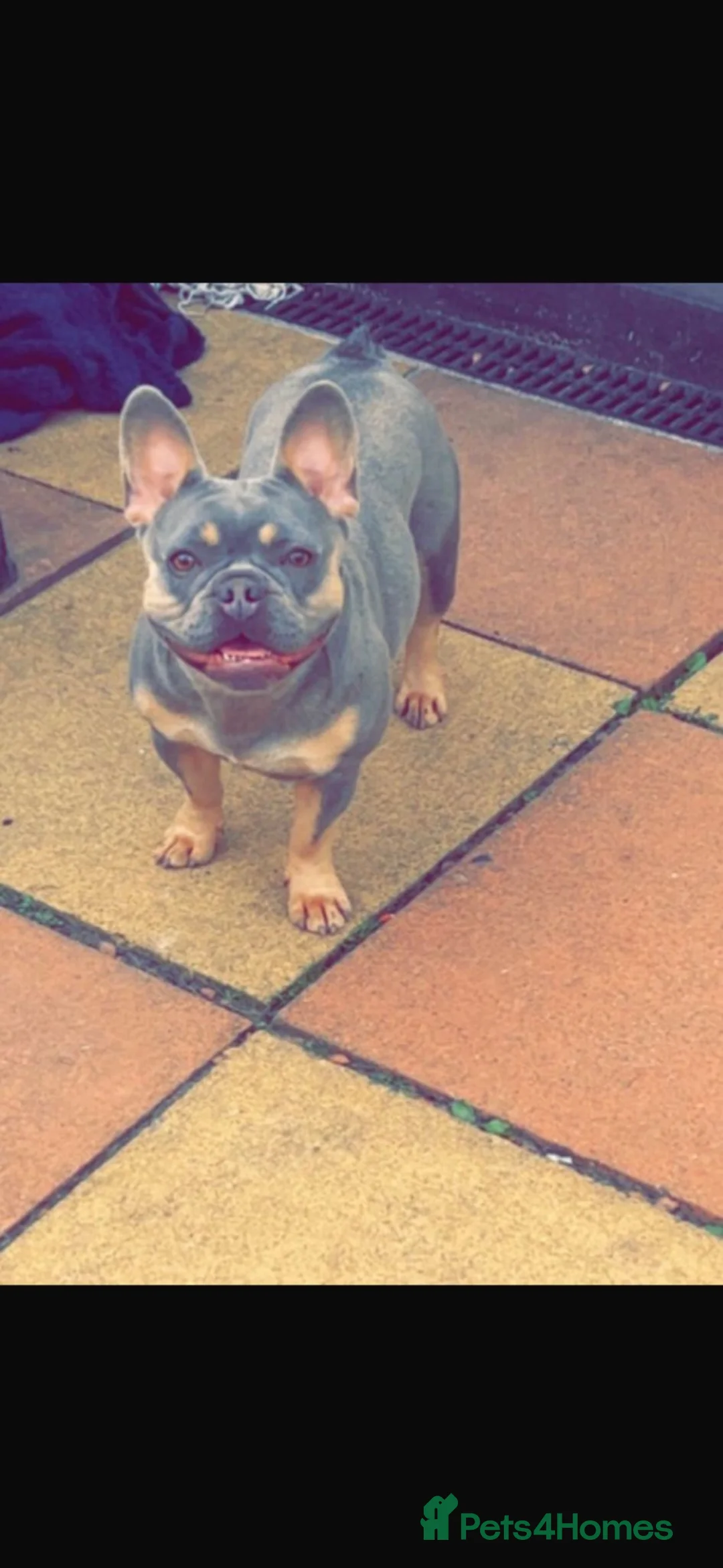 French Bulldog dogs for sale: Male French bulldog puppy  - Advert 1