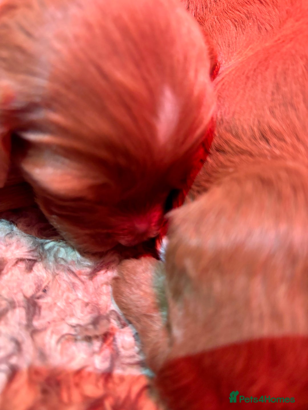 Cavapoo dogs for sale: Cavapoo Pups  - Image 9