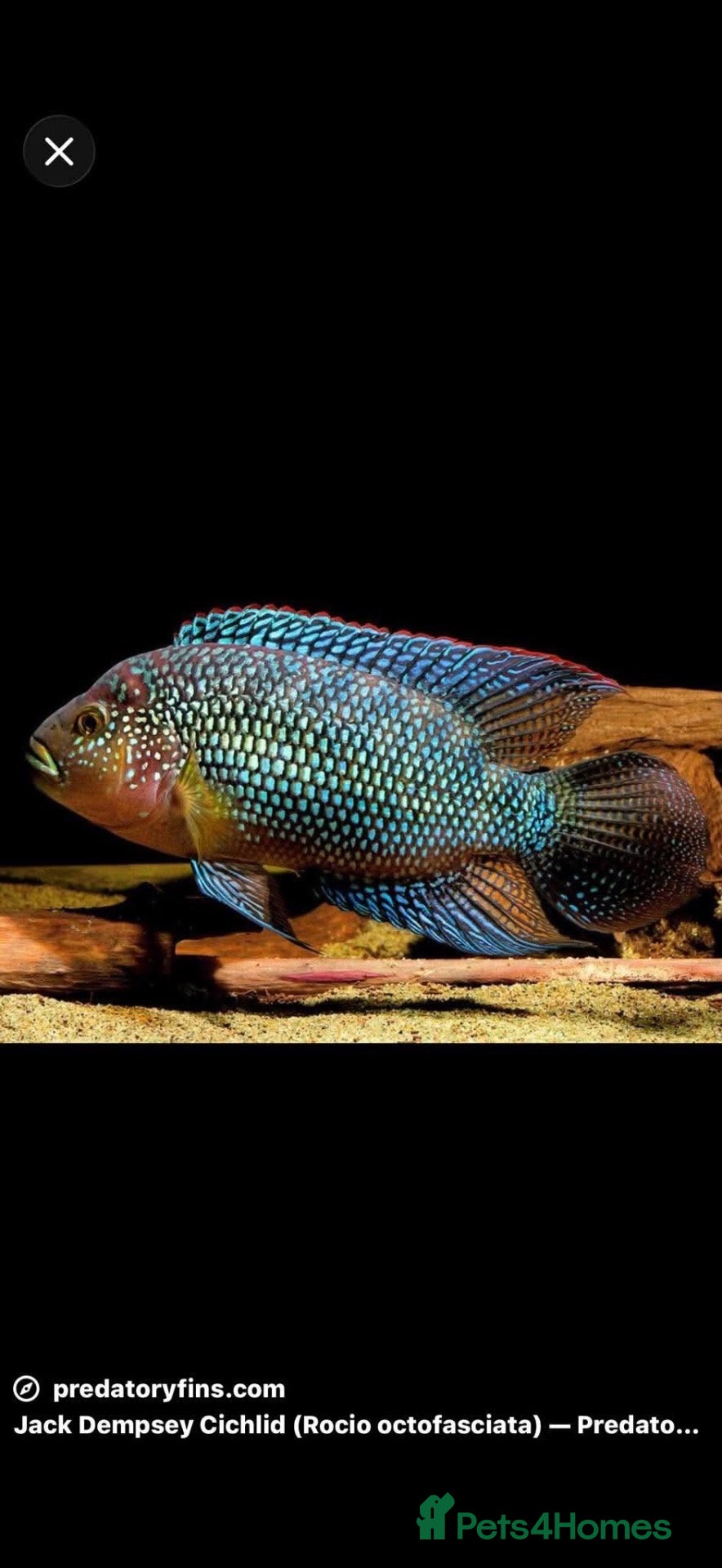 Cichlids fish Jack Des - Advert 3