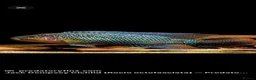 Cichlids fish for sale: Jack Des in Wolverhampton - Advert 1