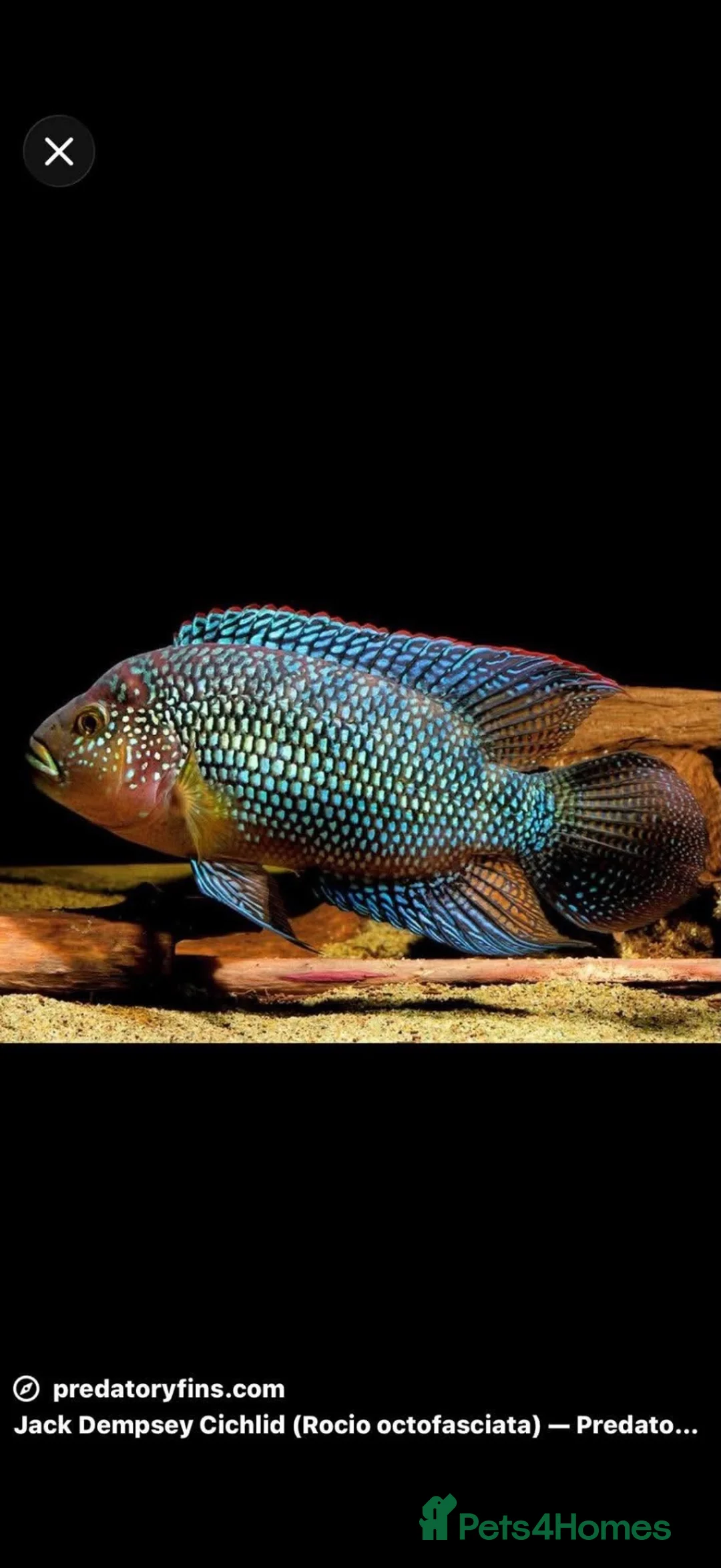Cichlids fish for sale: Jack Des in Wolverhampton - Advert 1