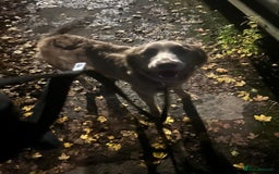 Springador dogs for sale: Springerdor male for rehome  - Advert 7