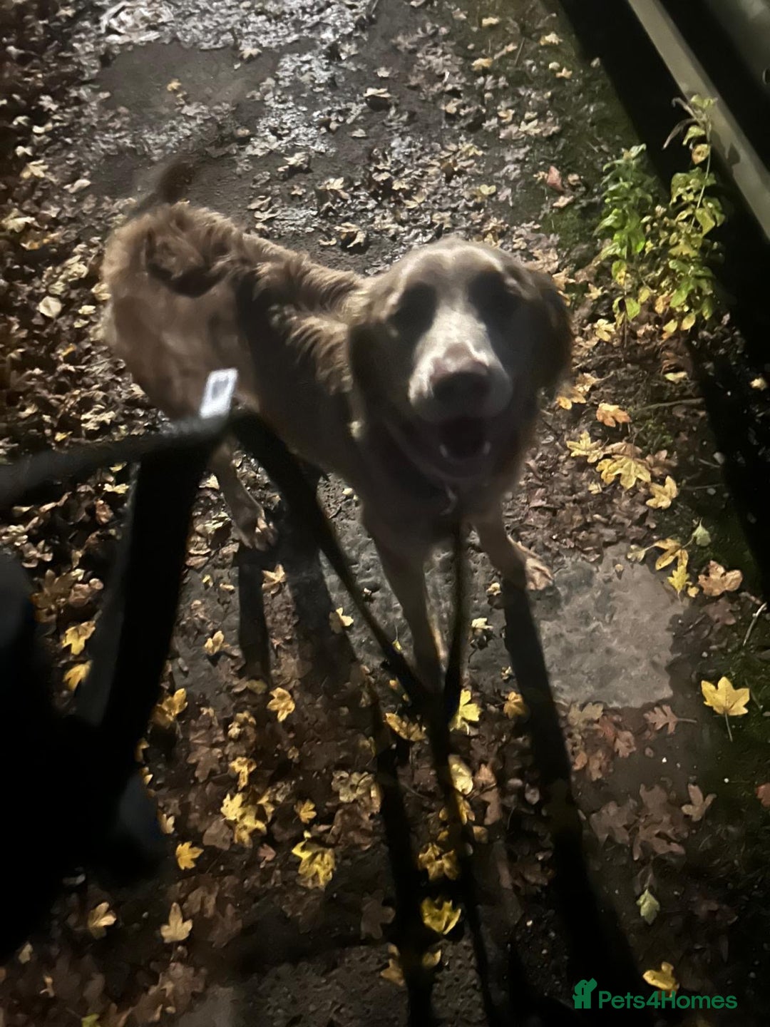 Springador dogs for sale: Springerdor male for rehome  - Advert 7