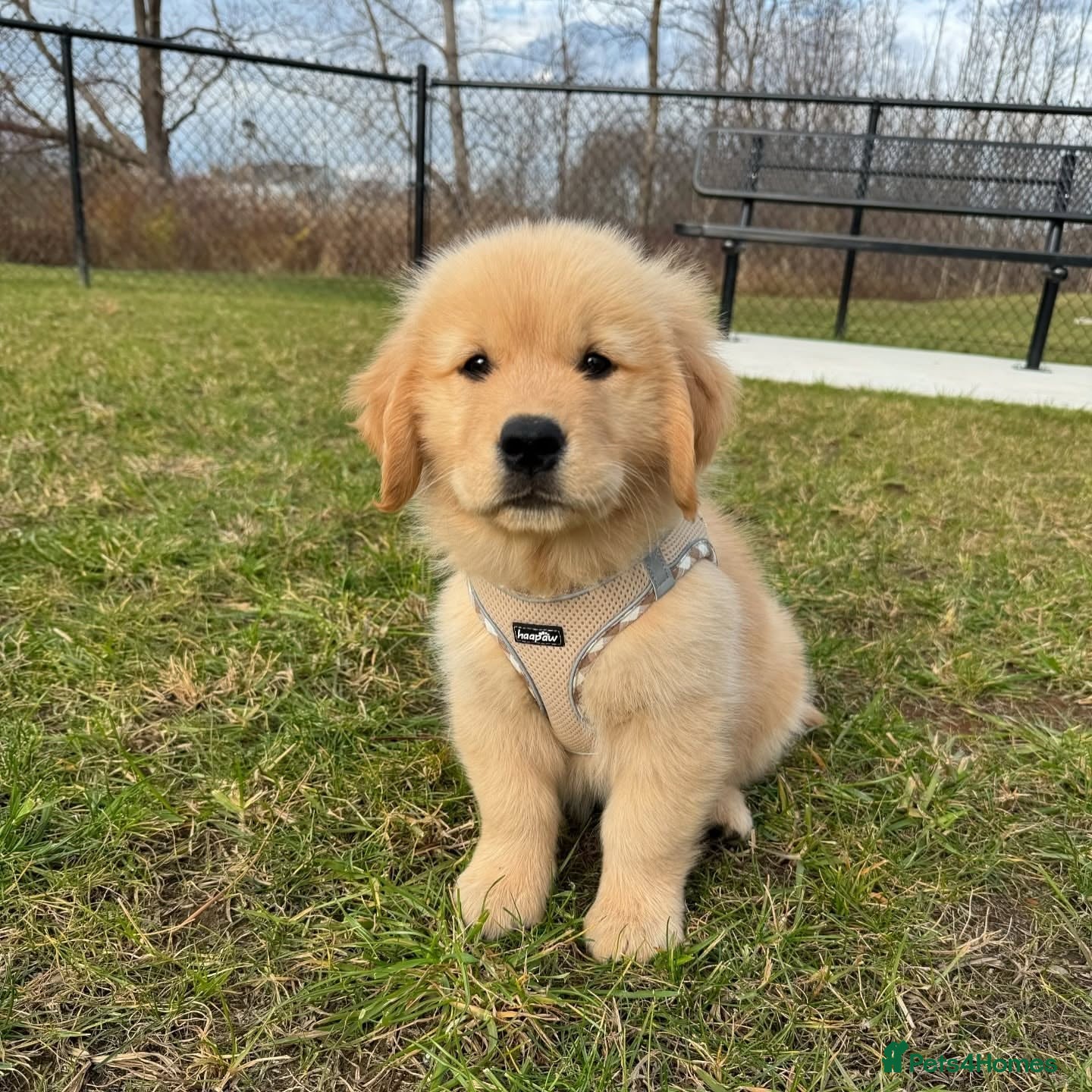 Golden Retriever dogs for sale: I'm looking to rehome my dog - Advert 4