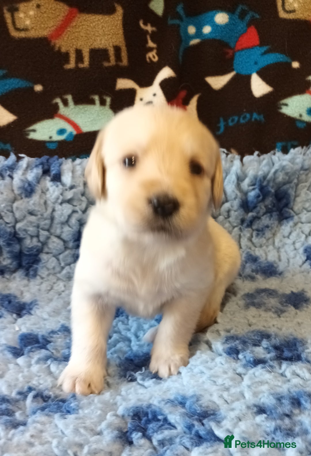 Labradoodle dogs for sale: f1 MINIATURRE LABRADOODLES FROM 5*LICENCED BREEDER - Image 7