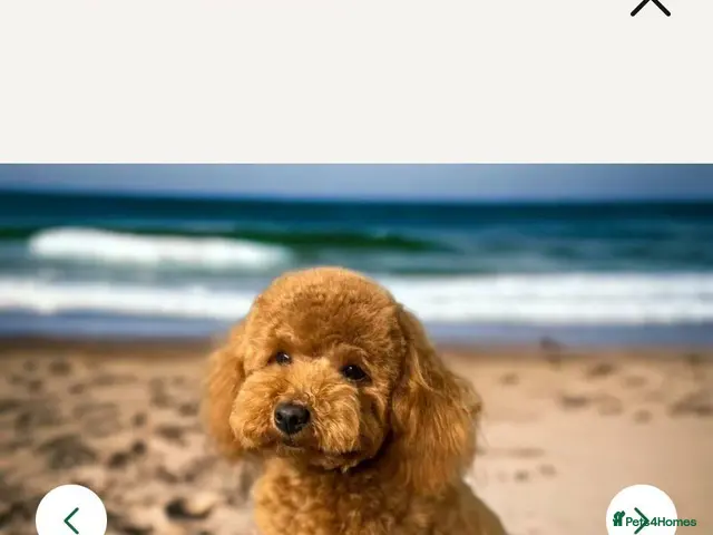 Westiepoo dogs for sale: Beautiful westipoo - Advert 2