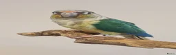 Conures birds for sale: Two bonded hand tame conures - Advert 3