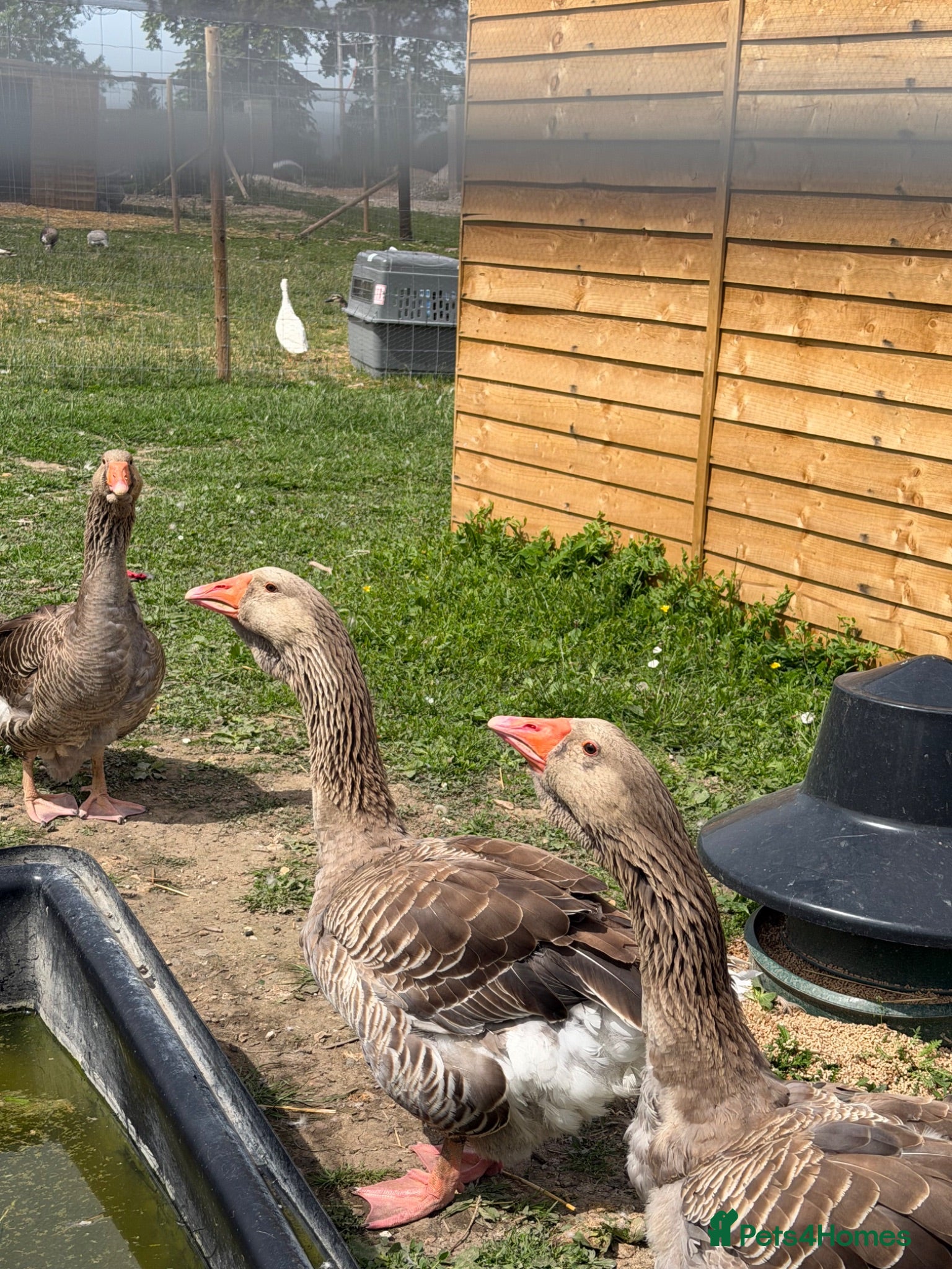 Geese poultry Toulouse & African Geese - Advert 1