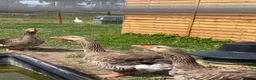 Geese poultry for sale: Toulouse & African Geese - Advert 1