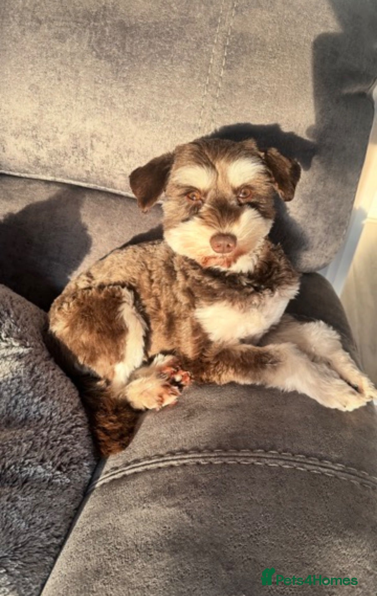Miniature Schnauzer dogs KC Reg Chocolate Parti/Wheaten Miniature Schnauzer - Advert 2