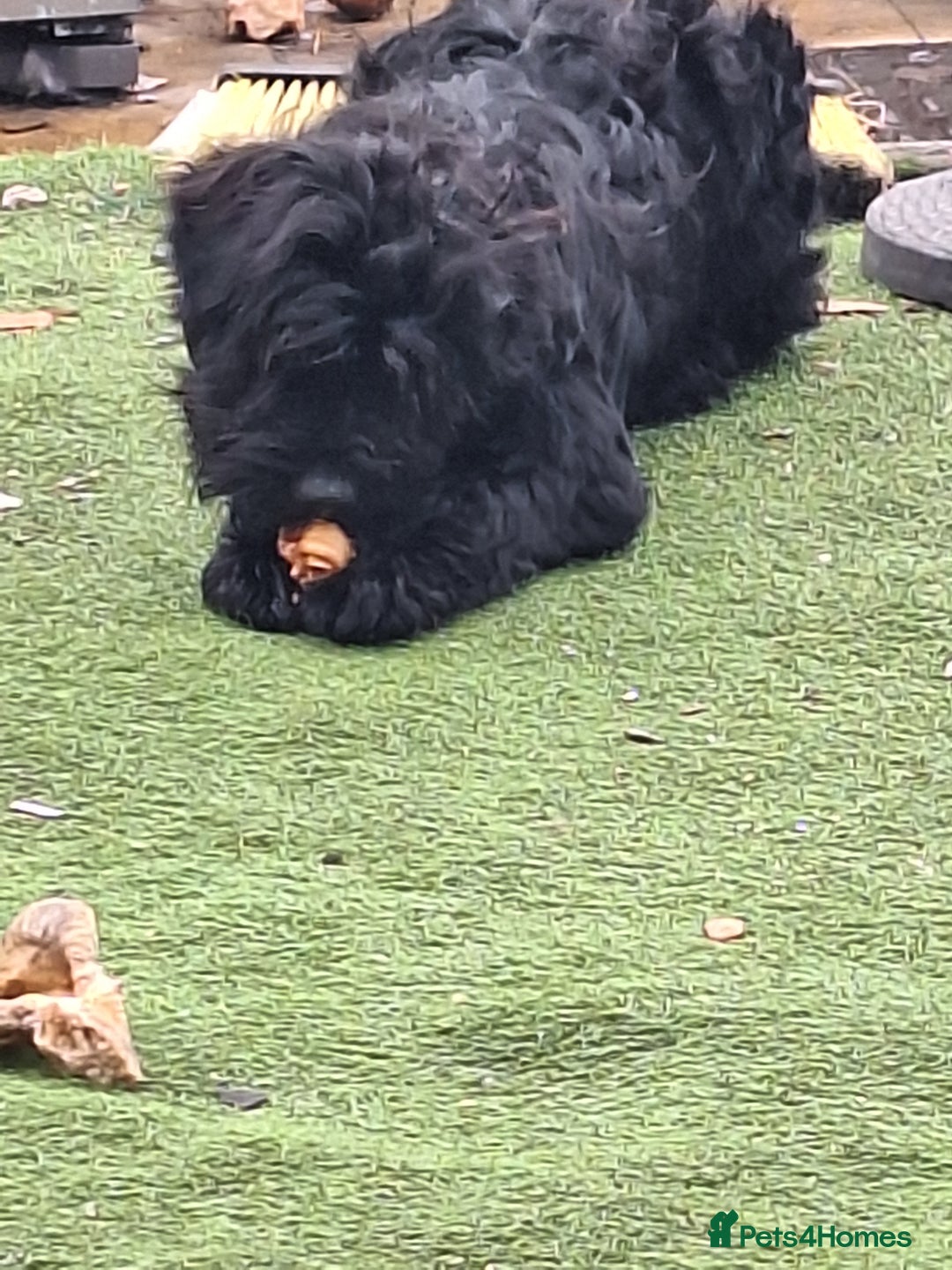 Mixed Breed dogs for sale: 2 6 month old pups for sale  - Image 3