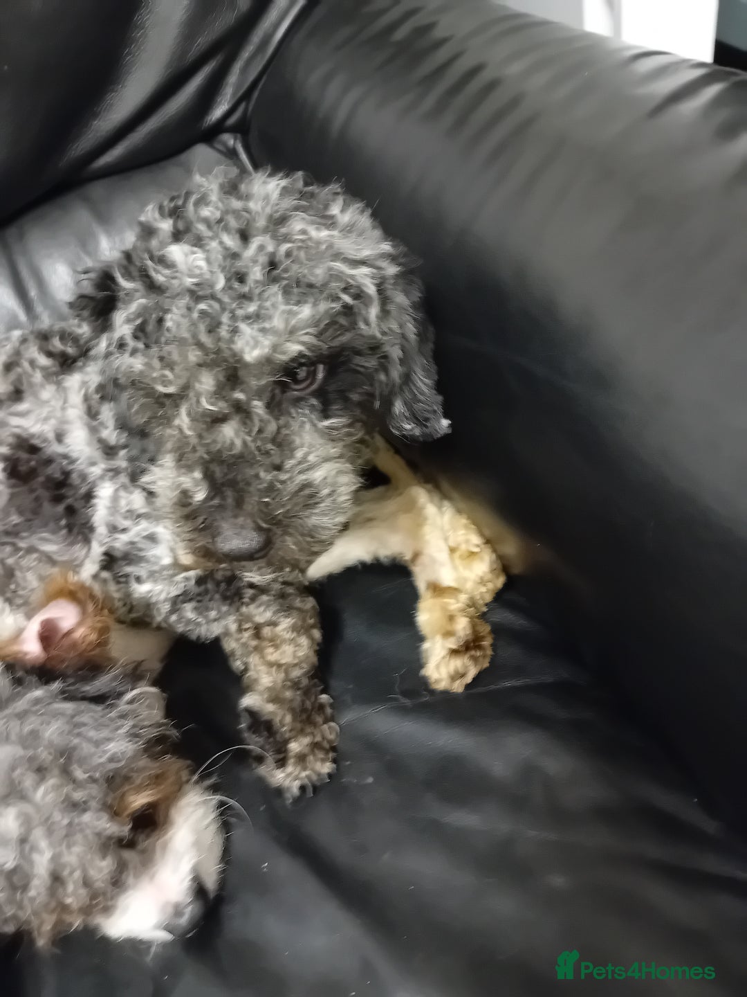 Cavapoo dogs for sale: Year old cavapoos for rehoming  - Advert 5