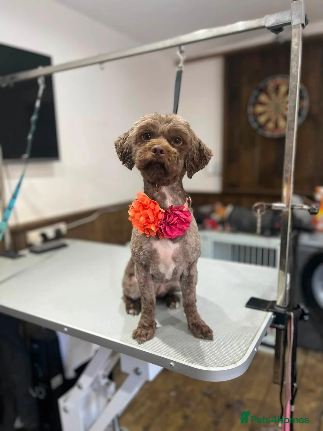 Shihpoo dogs for sale: F1b Shihpoo puppies - Advert 1