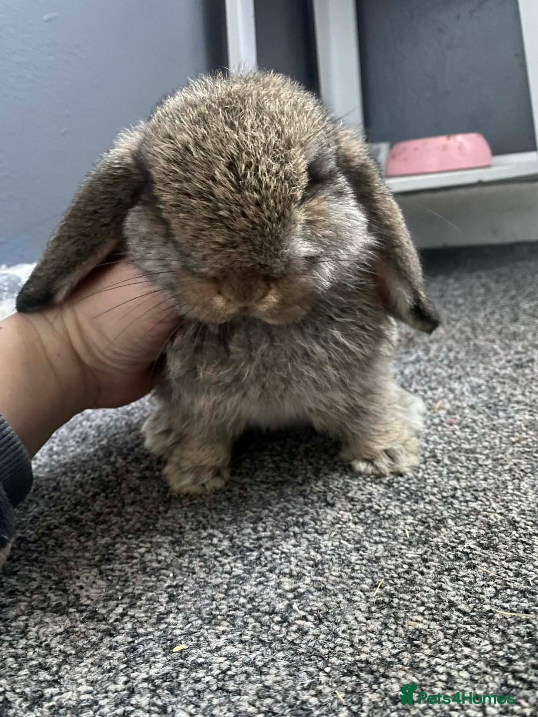 Mini Lop rabbits for sale: Mini lops  - Advert 2