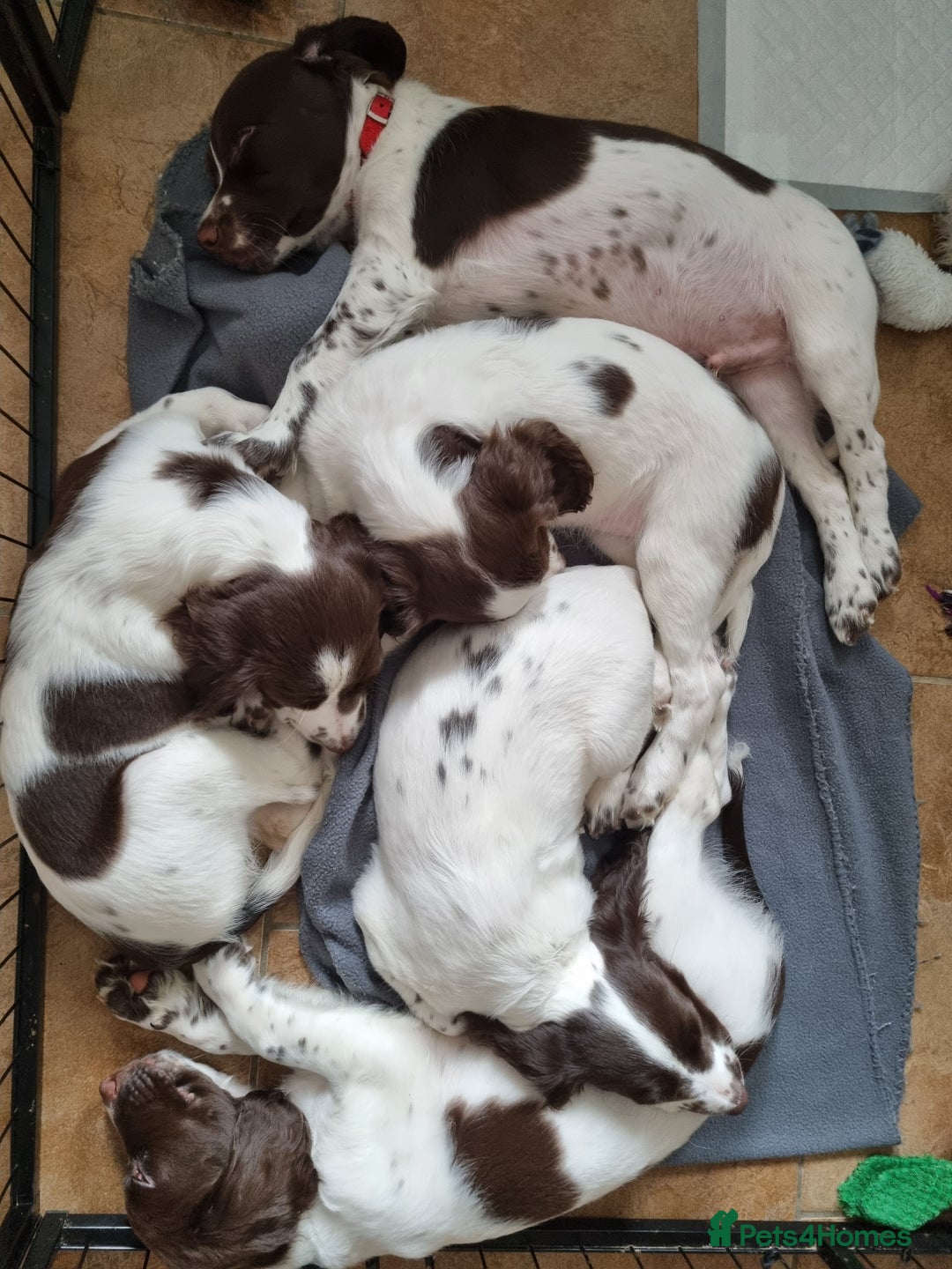 English Springer Spaniel dogs for sale: English springer spaniel puppies  - Image 20
