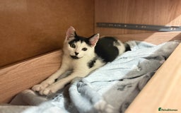 Mixed Breed cats for sale: 2 rescued kittens need a loving home!  - Image 13
