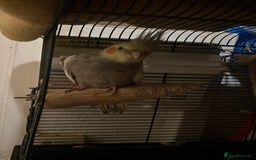 Cockatiels birds for sale: 11 Week Old Baby Cockatiel Healthy & Ready fo Home - Advert 2