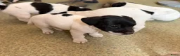 Jack Russell dogs for sale: READY NOW! Traditional Working Jack Russell Puppy - Advert 8