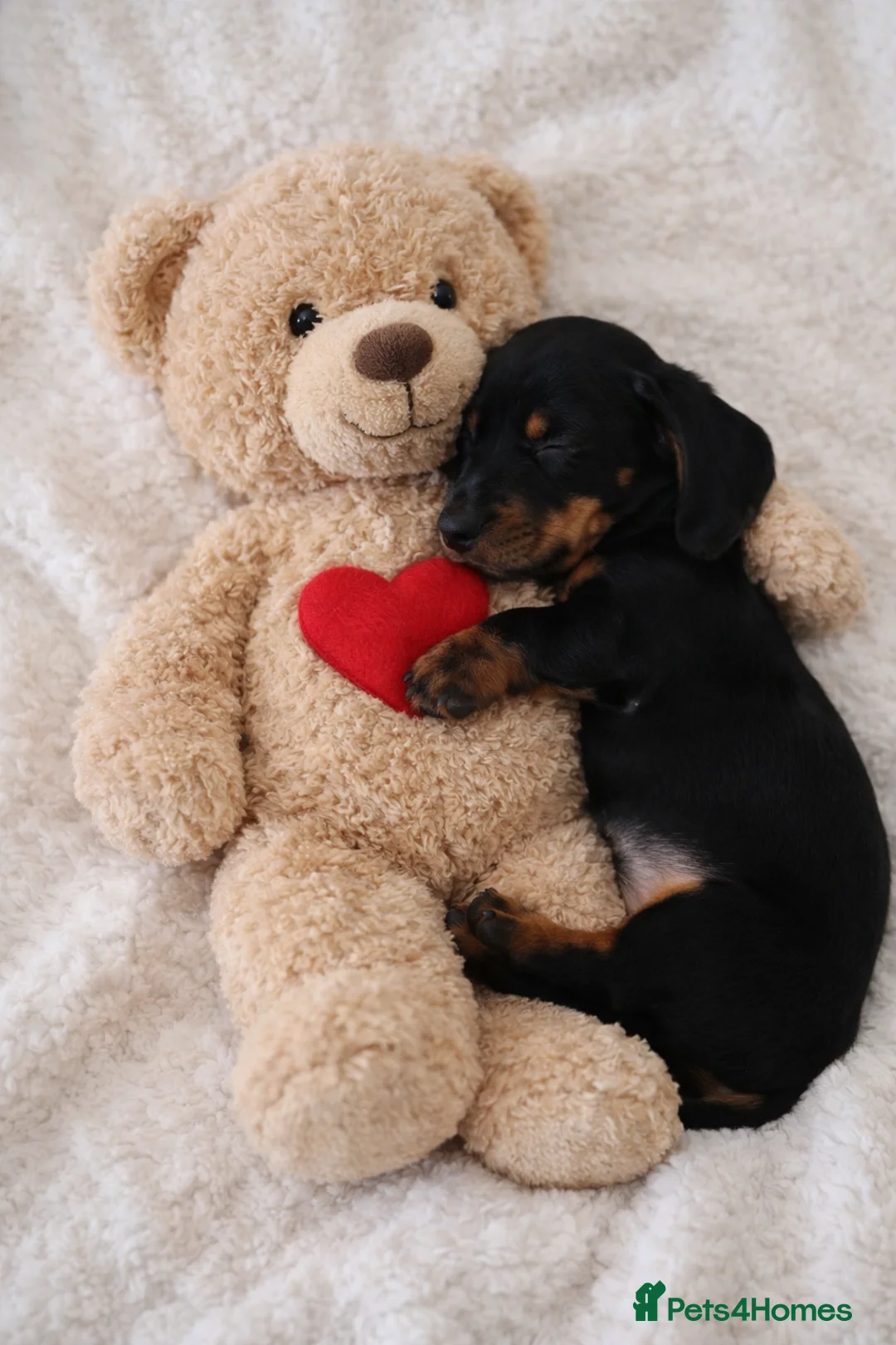 Miniature Dachshund dogs for sale: Stunning litter of Dachshund  - Advert 2