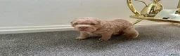 Shar Pei dogs for stud: Top quality full chco and tan bear coat  - Advert 20
