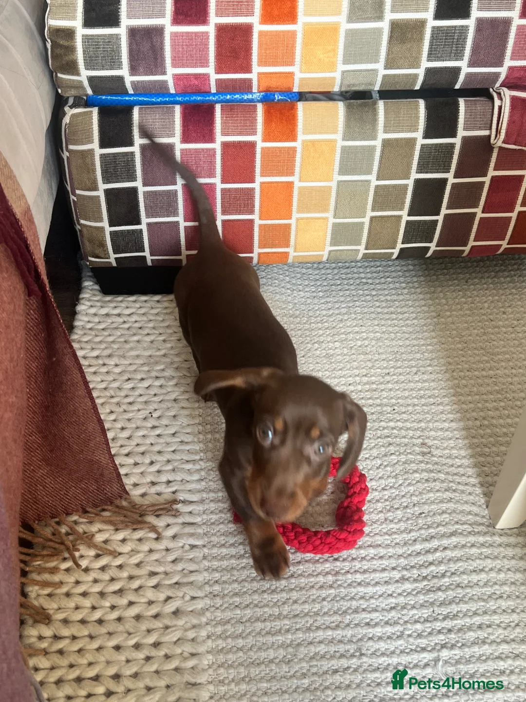Miniature Dachshund dogs for sale: URGENT REHOMING beautiful miniature dachshund boy - Advert 1