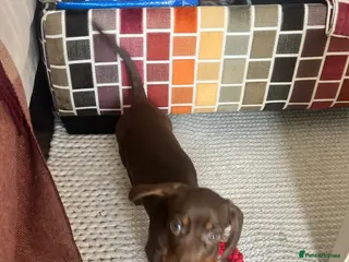 Miniature Dachshund dogs URGENT REHOMING beautiful miniature dachshund boy - Advert 4