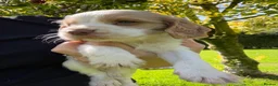 Cocker Spaniel dogs for sale: Beautiful Cocker Spaniel Pups Looking for Homes in Barnstaple - Advert 13