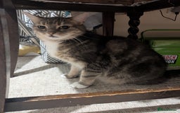 Mixed Breed cats for sale: Tabby Cat (Age 9) - Image 6
